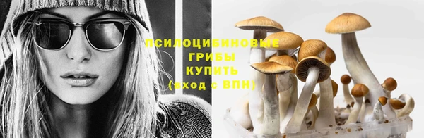 гидра Елизово